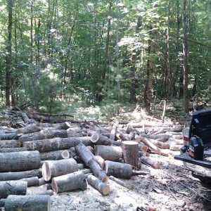 Firewood