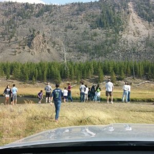 Yellowstone elk jam