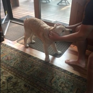 My cousin's puppy is so nice!