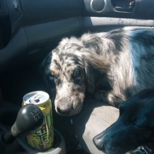 Dog overload