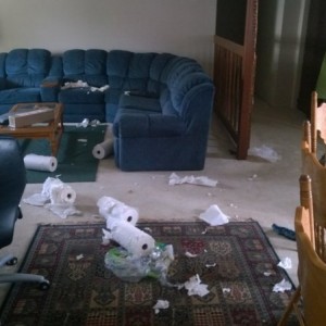 Yay dogs.