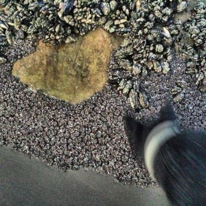 The pup was trippin on why this rock was making so much much noise. Gotta love morning low tides