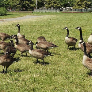 Canada-geese