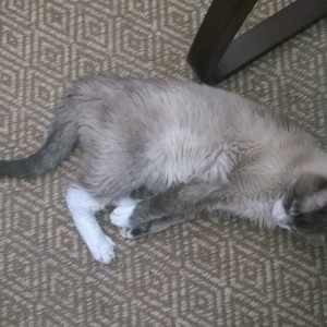 My office mate mid stretch before going back to sleep.