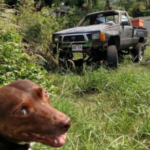 My rambler and copilot...still searching for a clean cab but in the mean time it still gets driven time to time