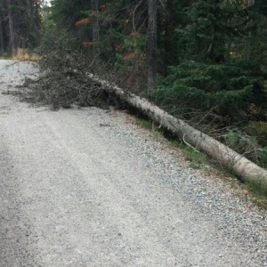 I moved that tree, fell across the road in the wind storm this morning...