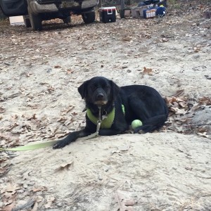 Noxandhisball