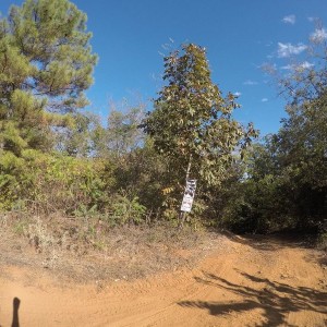 Startofgreenlane