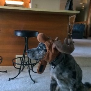 Help! Someone stole my dog and left a moose.