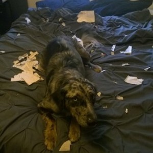 Apparently Ash doesn't like Aldo Leopold and his views on conservation.