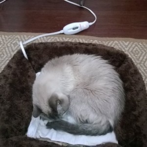 It's getting colder so Zoot needs his heated bed in the office. Spoiled kitty.