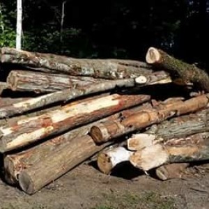 Wood 2