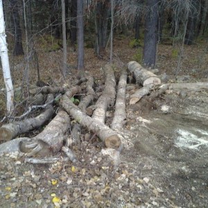 Wood 3