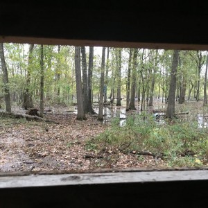 Juan's Deer 1