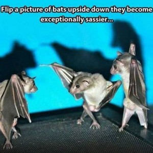 Bats