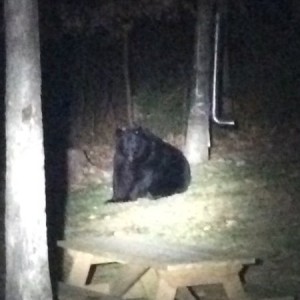 Look who shows up for thanksgiving