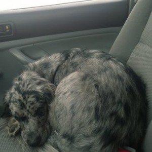 Sleepy co-pilot