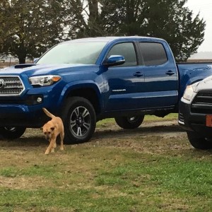 Taco