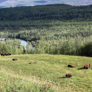 Bison