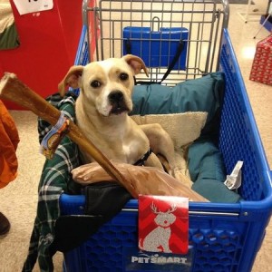 Rye-lee In Shopping Cart