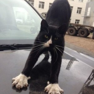 Catwash