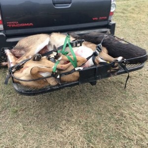 king ranch