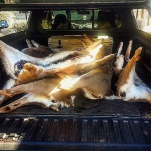 Got venison?
