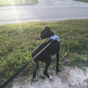 Say hello to Rei. She is an Italian Greyhound