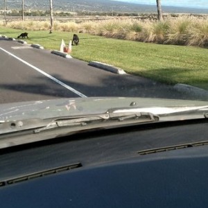 Our airport has wild goats