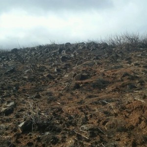 Some wheeling through our last brush fire area