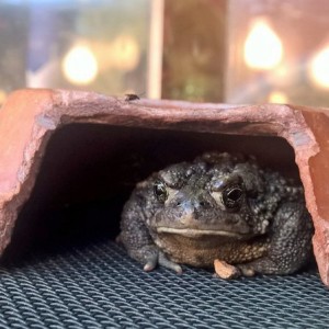 The toad life is hard