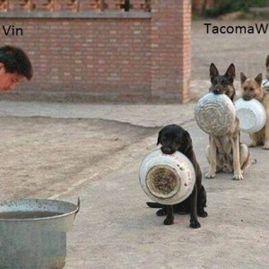 Dogs