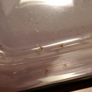 Guess I haven't used this dish in a while... :laugh: