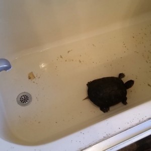 Turtle in a bathtub