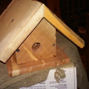 Also i built a bird house