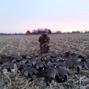 Late goose