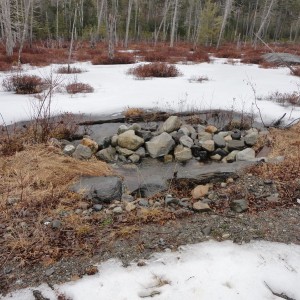 Beaver Prevention