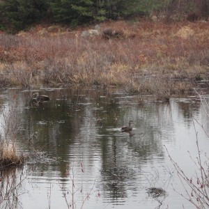 Ducks Under Power Lines