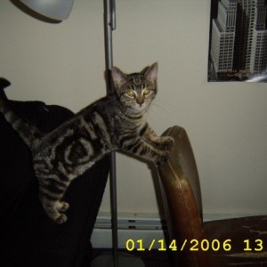 Cat