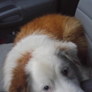 Passenger