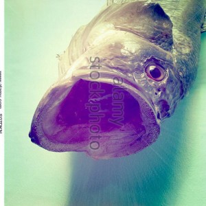Largemouth-bass-with-mouth-wide-open-s07dkn