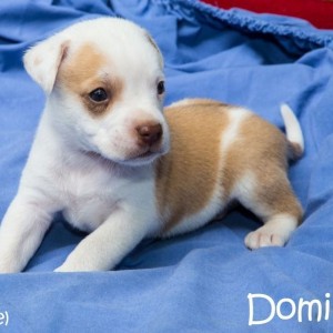 Domino 1