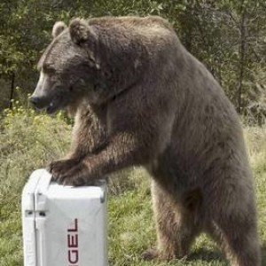 EngelBear
