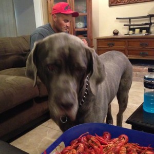 He's wanting the Crawfish..