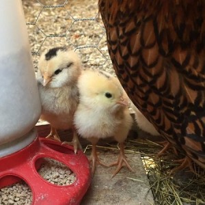 Birdlings 1