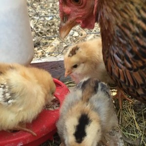 Birdlings 2