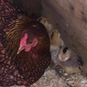 Birdlings 3