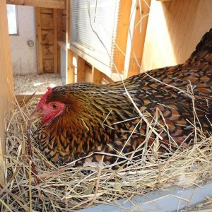 Broody Bird 1