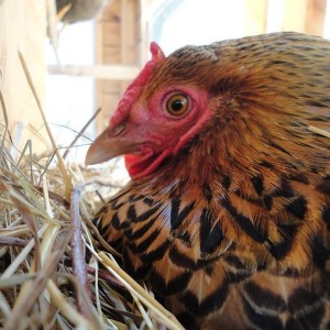 Broody Bird 2