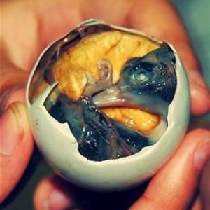 Balut